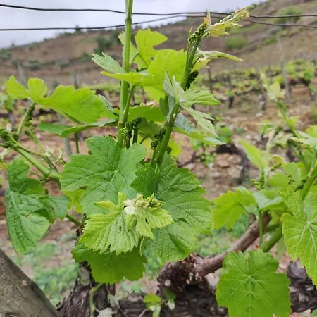 Casa Quinta Da Nogueira Дом отдыха Пиньян