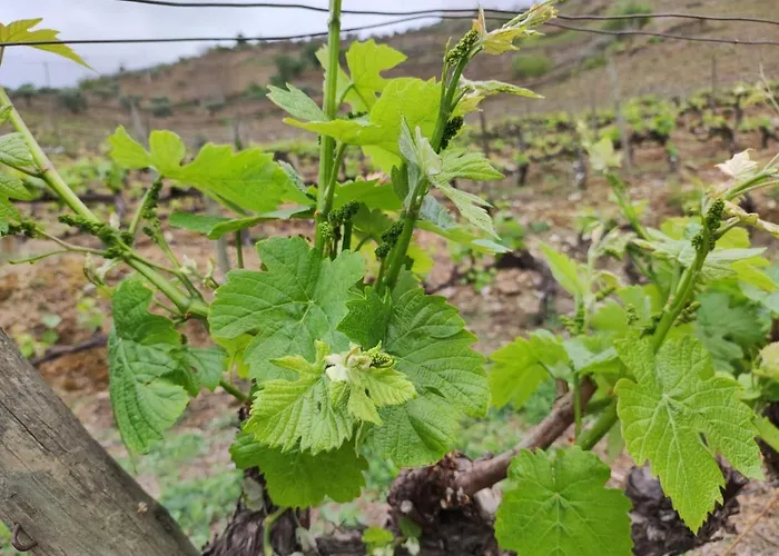 Casa Quinta Da Nogueira 度假居 皮尼昂